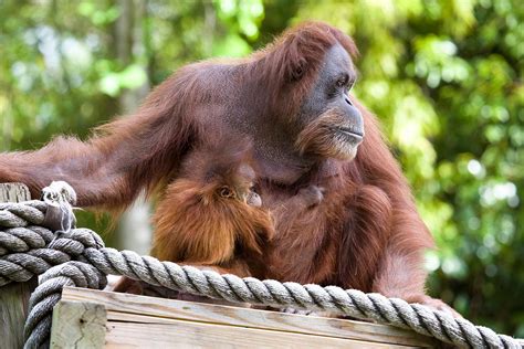orangutans at the zoo